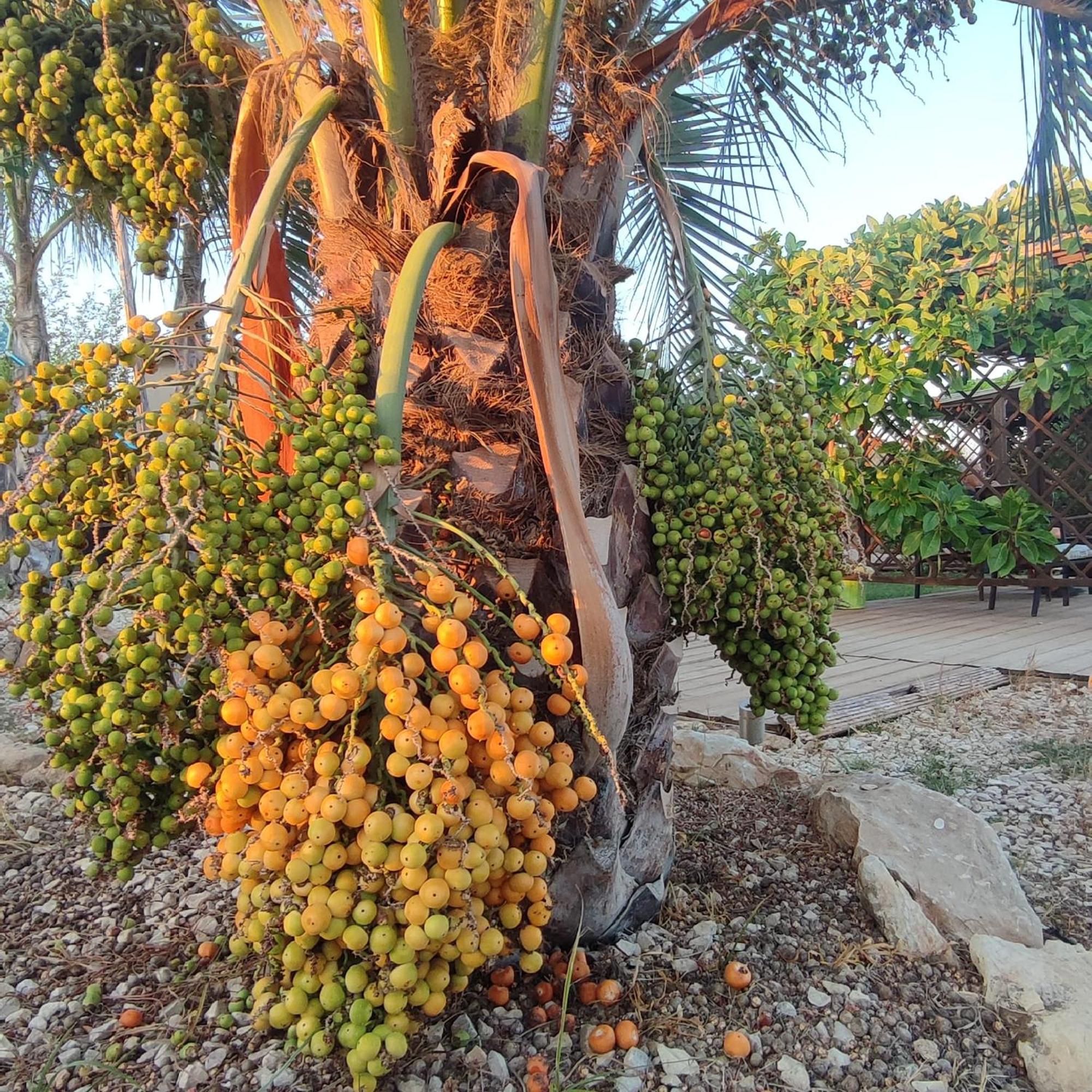 فيلا Casadorata Buen Retiro Vista Mare دونّالوكاتا المظهر الخارجي الصورة